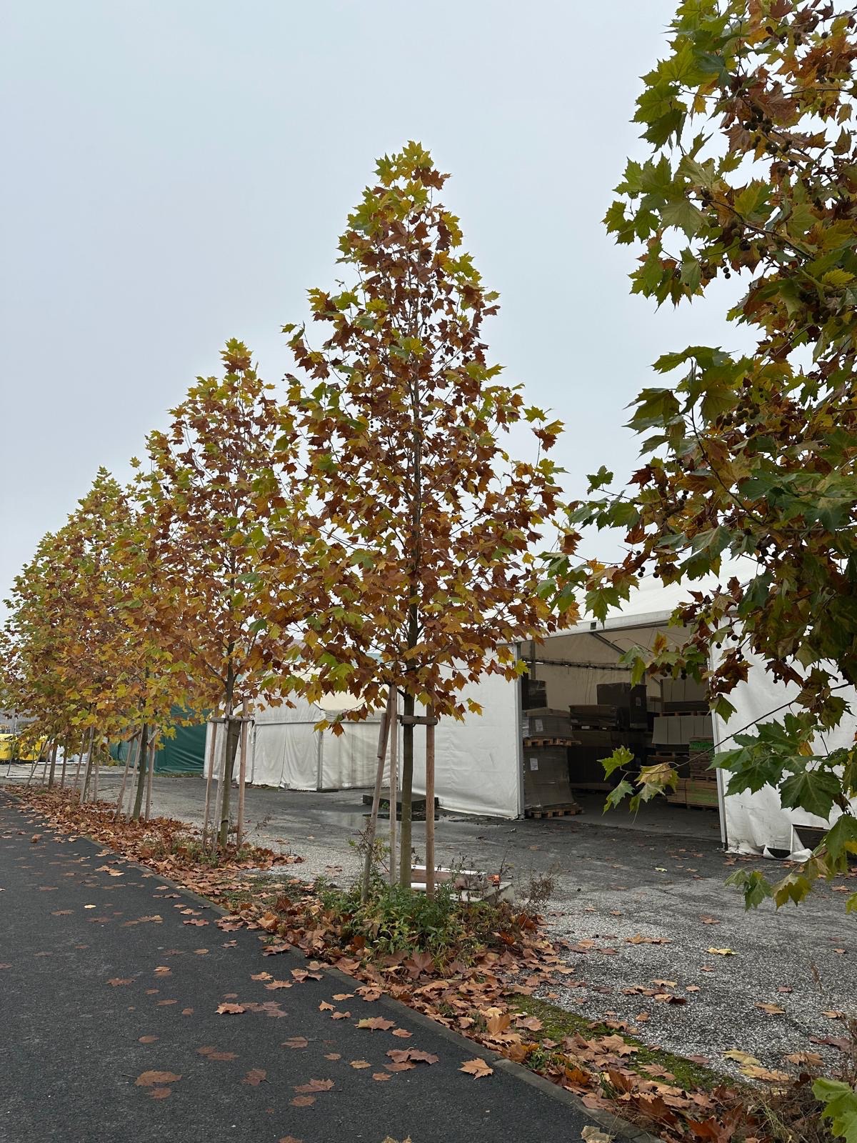 Fotka z portfolia