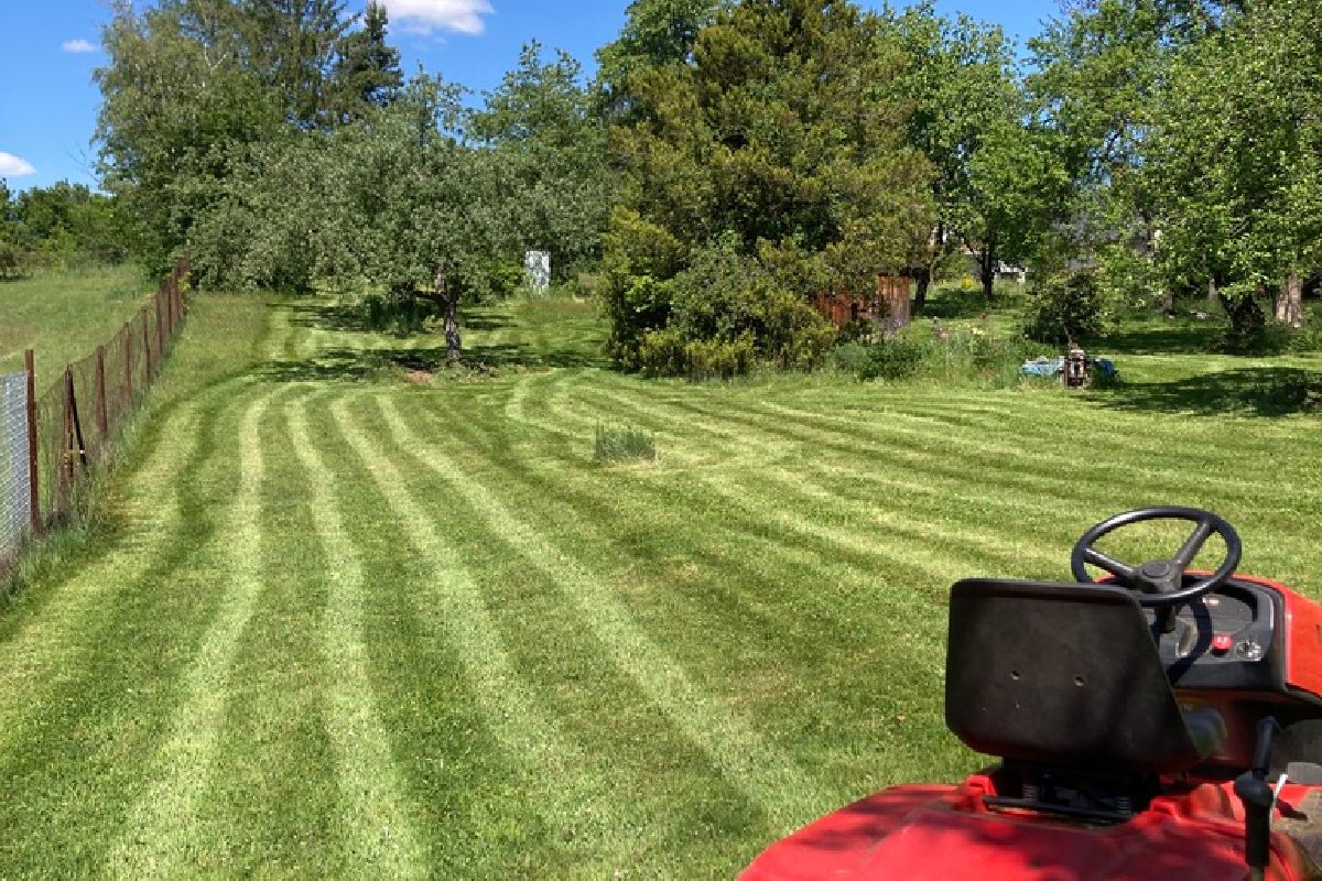 Bison Grass